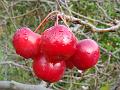 2010-1115-1315_Crab_Apples_6,1C